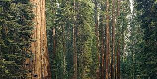 600m sequoia 95b silicon valleytimes
